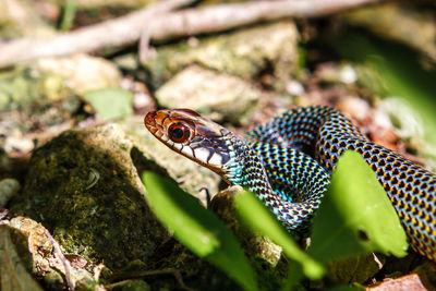 Close-up of lizard on plant