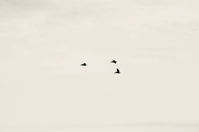 Low angle view of silhouette birds flying against sky