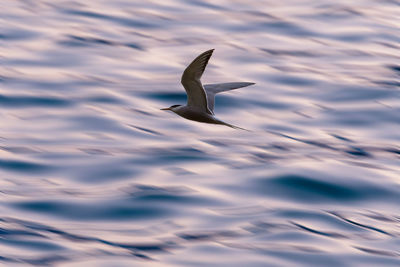 Seagull flying in the sky