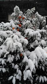 Snow covered trees