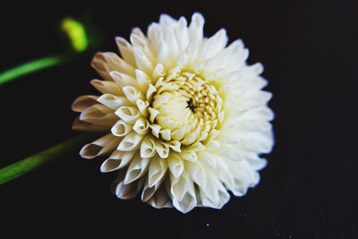 Close-up of white flower against black background