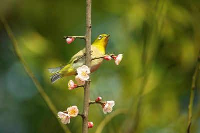 Close-up of japanese white-eye perching on plum blossoms branch in springtime 