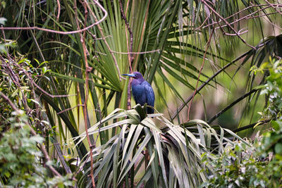 Bird perching on branch