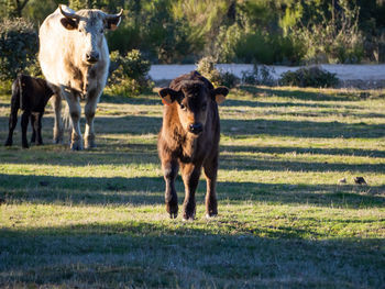 Portrait of horses standing in field