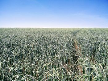 Scenic view of wheat field against clear sky