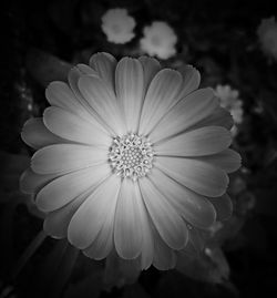 Close-up of flower blooming outdoors