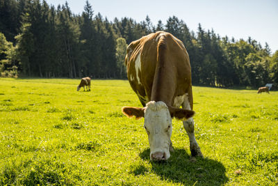 Cows grazing in a field