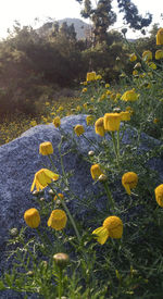 Close-up of yellow flowers