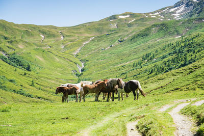 A herd of horses, foal, mare grazing on an alpine meadow at the foot of a mountain with still snow