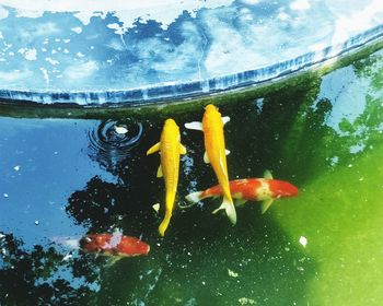 Fish swimming in sea