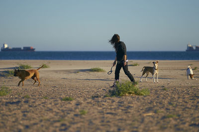 Two dogs on beach