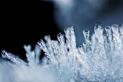 Close-up of wet plants during winter