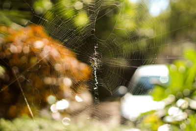 Close-up of spider web