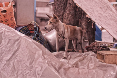 View of an animal representation