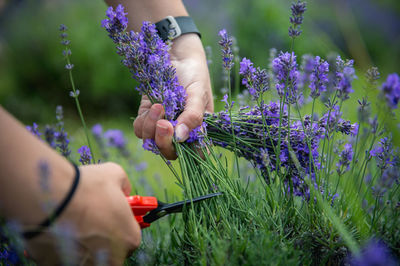 Cropped hands cutting flowers on field