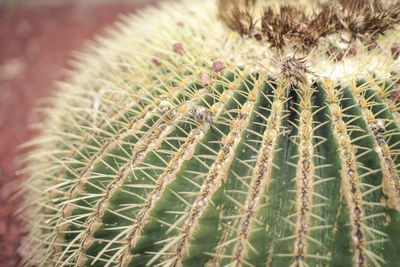 Close-up of cactus plant