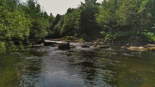 Scenic view of river in forest