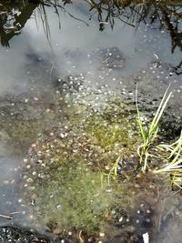 Close-up of turtle in lake