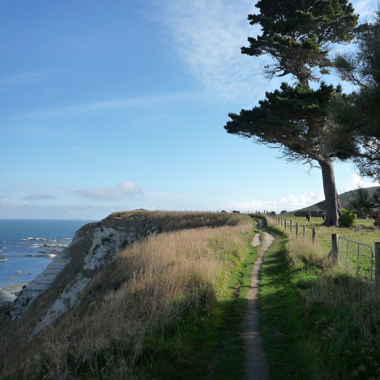 tranquil scene, tranquility, the way forward, sky, sea, grass, scenics, horizon over water, water, beauty in nature, nature, landscape, diminishing perspective, footpath, narrow, idyllic, beach, tree, field, dirt road