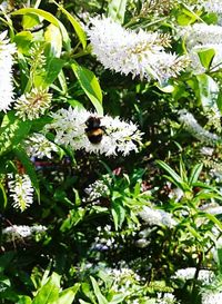 Close-up of white flowers