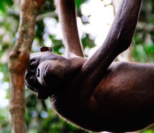 Close-up of monkey on tree in forest