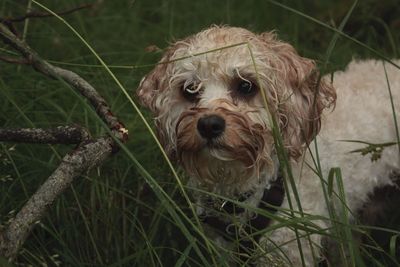 View of young dog amidst grass