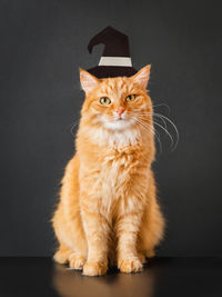 Cute ginger cat in witch hat. fluffy pet sits on black background. halloween. costume party.