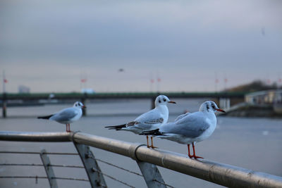 Seagulls perching on railing against sea