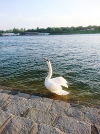 Swan swimming in lake