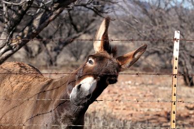 Close-up of donkey and fence