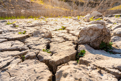 Drought concept. dry and cracked dirt soil, in direct sunlight.