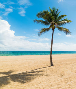 Palm trees on beach against sky