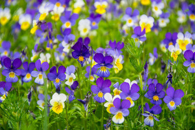 Close-up of purple flowers blooming in field