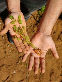 High angle view of man holding leaf