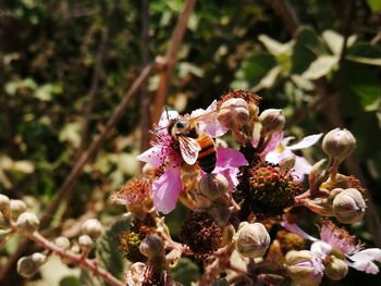 Close-up of pink flowering plant