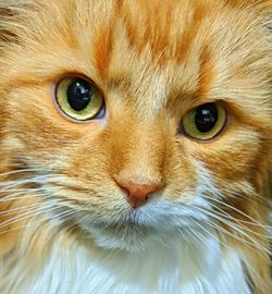 Close-up portrait of cat