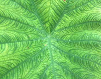 Full frame shot of palm leaves