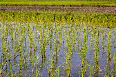 Plants growing on field