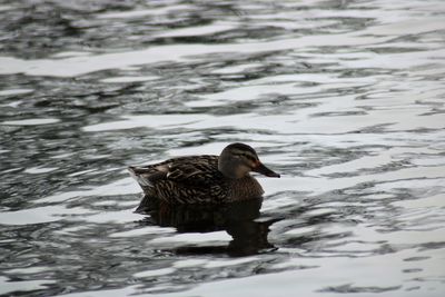 Duck swimming in lake during winter