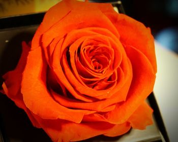 Close-up of rose