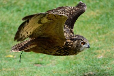 Close-up of hawk flying