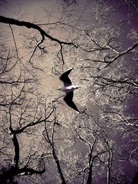 Birds flying over bare trees