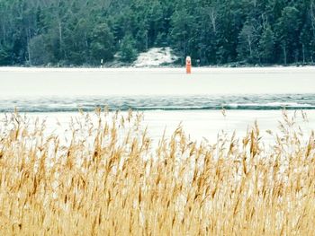 Scenic view of field by lake