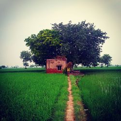 Trees on grassy field