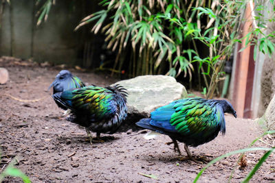 Peacock perching on a land