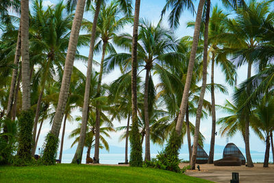 Palm trees on field against sky