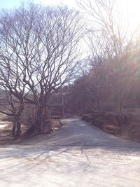 Road passing through bare trees