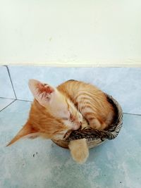 High angle view of cat sleeping on floor