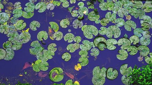 Full frame shot of leaves floating on water