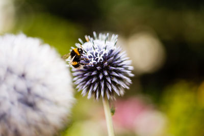 Close-up of honeybee pollinating on purple globe thistle